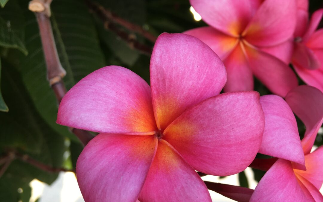 Frangipani